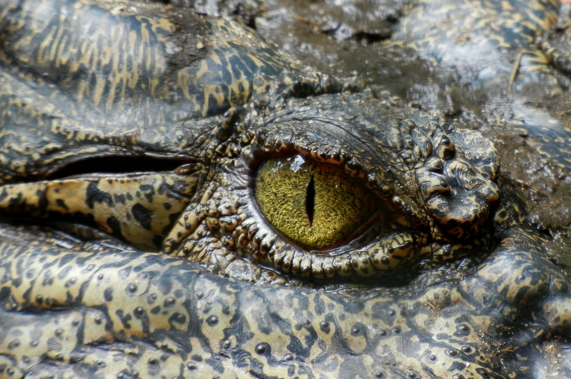 Photo of an alligator eye up close.