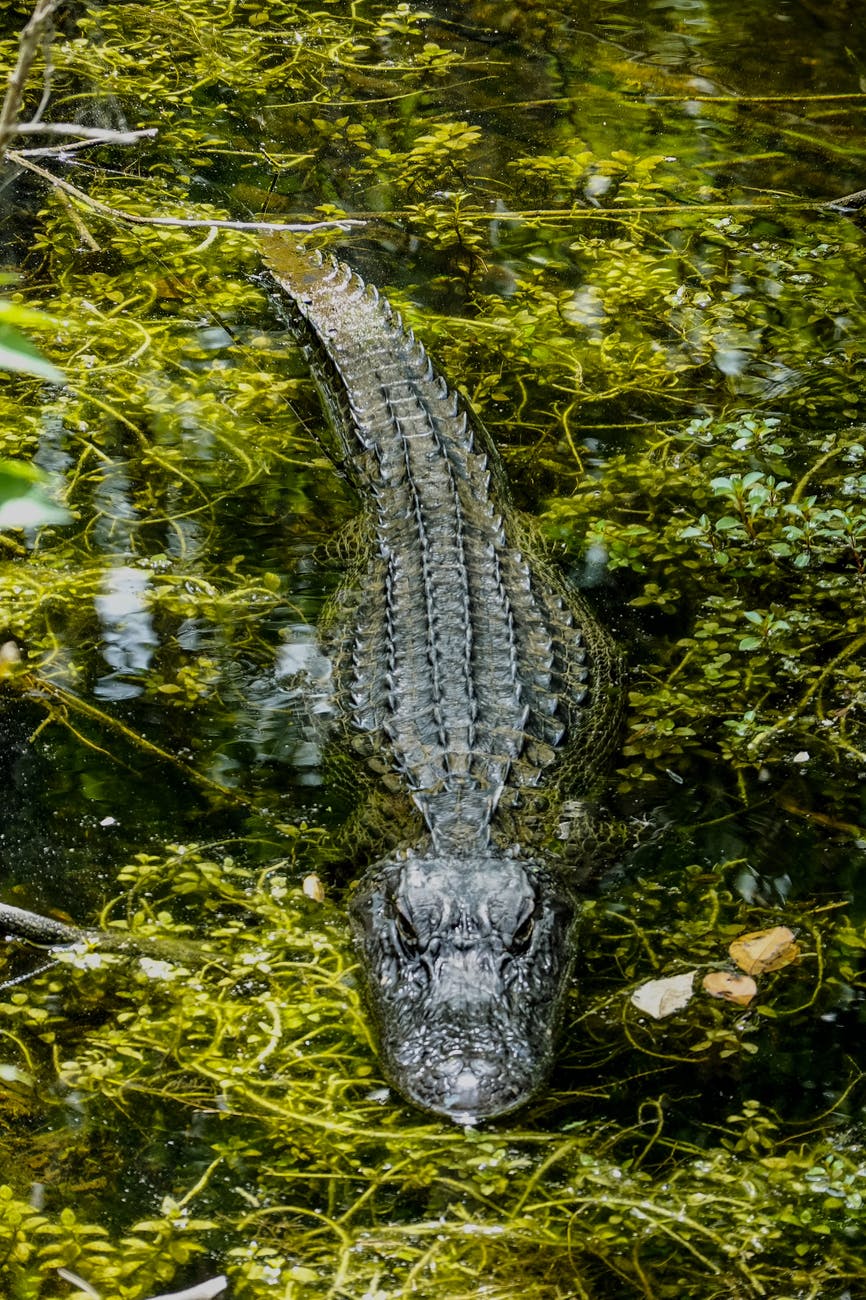 Photo of a small gator in swampy water.