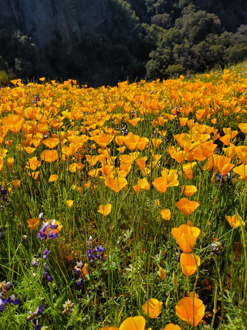 Photo of vibrant orange poppies