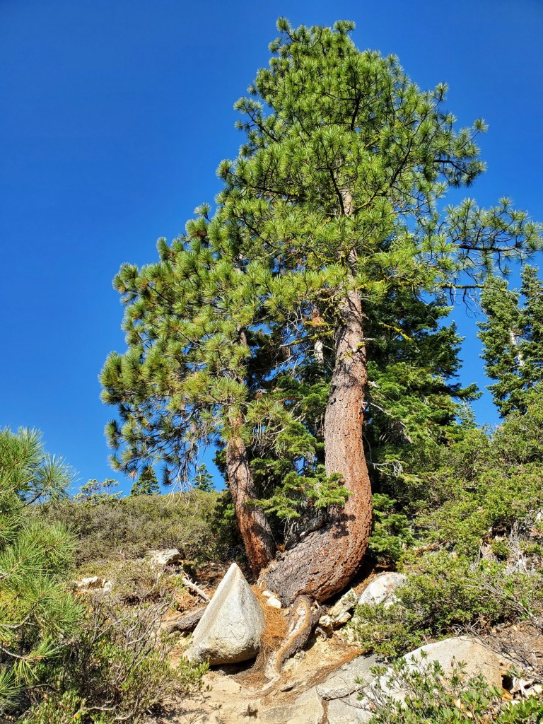 An image of a large pine tree with blue sky in the background.