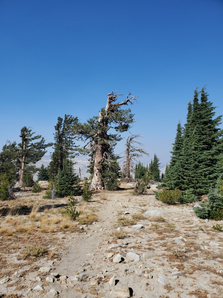 Image of trail heading uphill lined with pine trees.